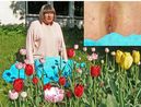 normal_Tulips_noGass.jpg